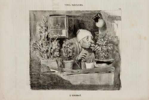 Honoré Daumier, Smell, 1839-1844. Lithograph on newsprint. Dixon Gallery and Gardens; Museum pu ...